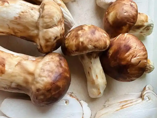 西藏特产之松茸：舌尖上的“菌中之王”！